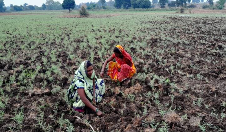 Minor millets improve soil health, bring major gains for farmers in Khandwa