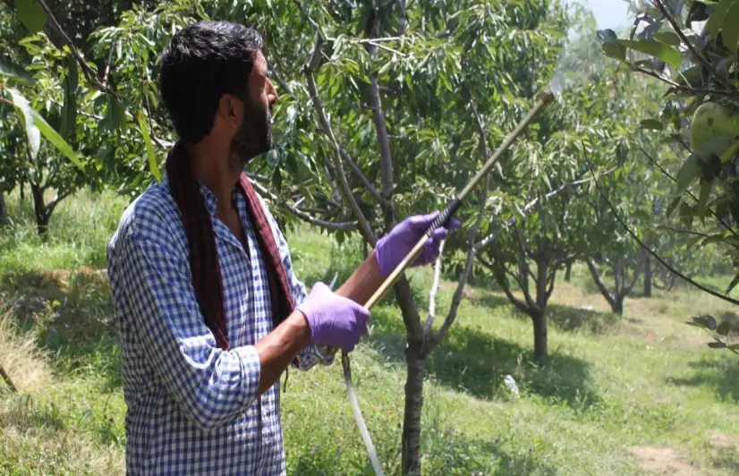 An apple a day won’t keep doctors away from Kashmir orchardists