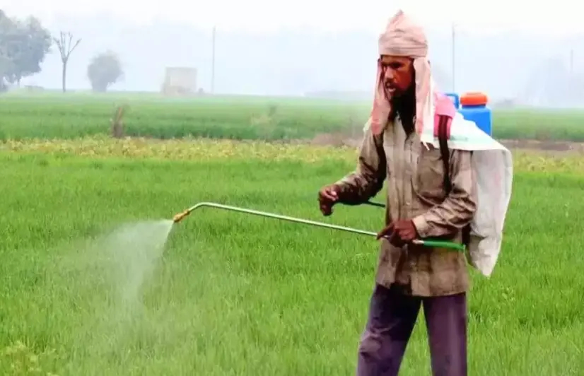 Not insect, it is spurious insecticide that harms Madhya Pradesh farmers more