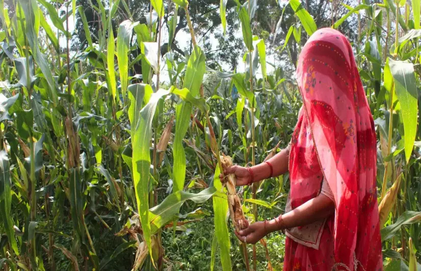 Climate-driven crop failures, pest infestations plague farmers in Rajasthan’s Udaipur  