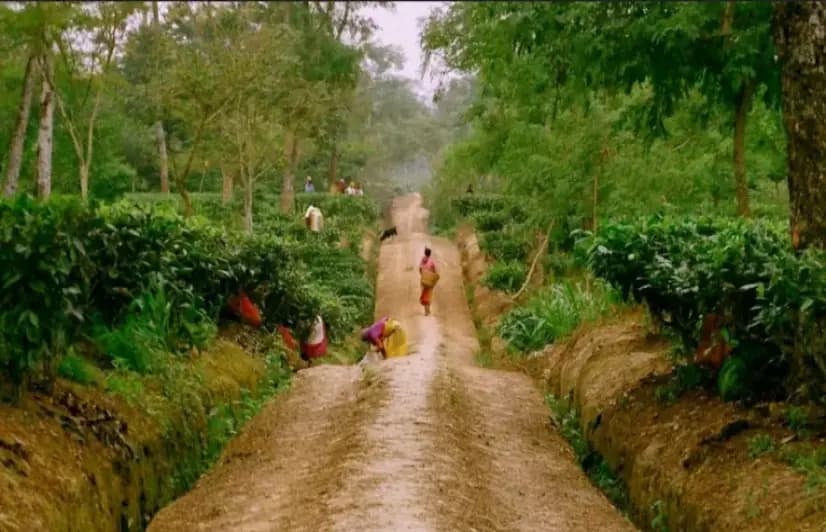 Bengal: First Generation Learners In Alipurduar Break Away From Traditional Tea Jobs