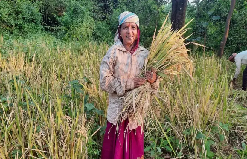Farmers in six villages of Maharashtra’s Shirala ditch high-yielding varieties, switch to native paddy
