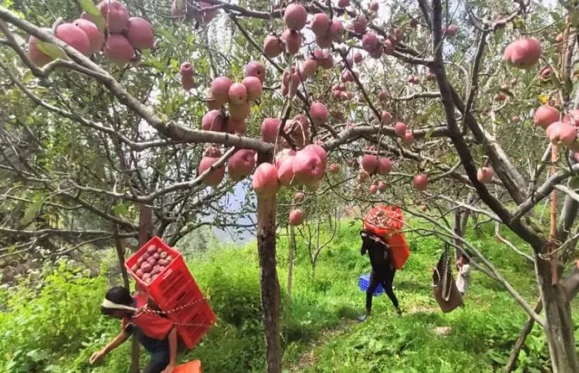 Climate change upsets the apple cart of orchardists in Himachal Pradesh