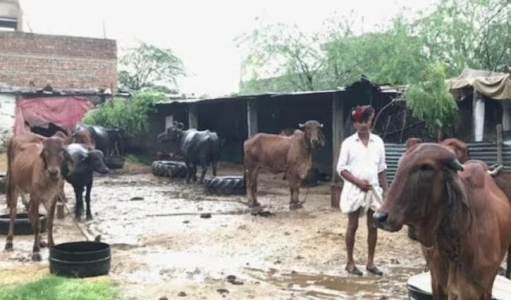 Rajasthan's Cattle Farmers Hack the Pasture Problem, but Climate Change is Catching Up
