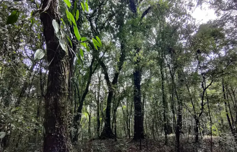 Faith meets conservation in Mawphlang sacred forest of Meghalaya