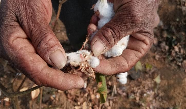 Barren fields, dwindling yields: How Bt cotton ditched farmers of Madhya Pradesh