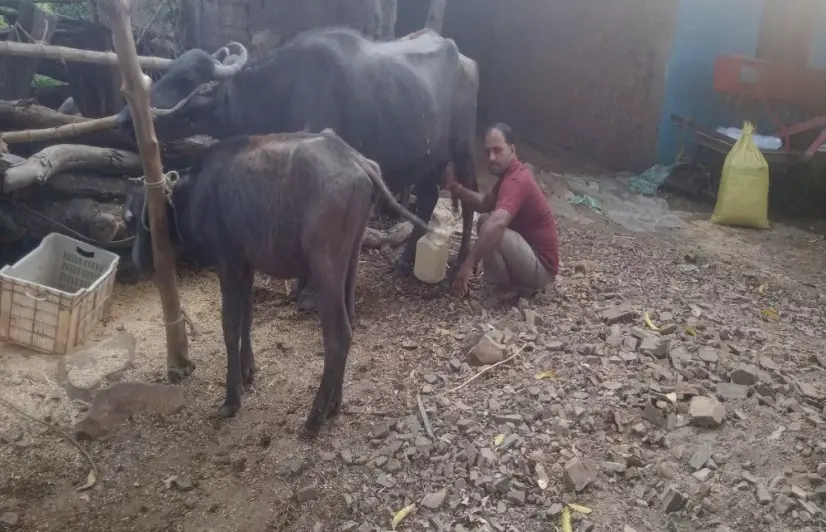 This Madhya Pradesh village gives out free dairy products  