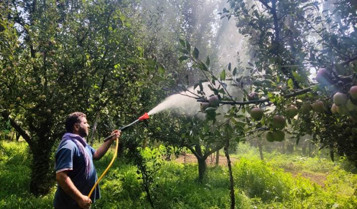 Leaf miner pest control a double-edged sword for apple growers of Shopian