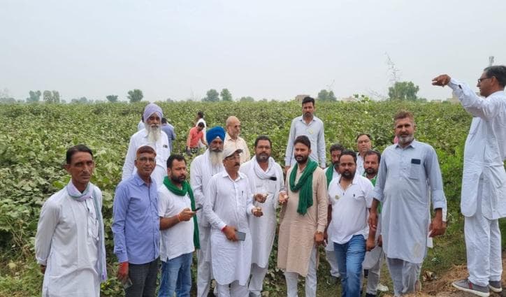 Pink bollworm hits early this crop cycle, gives heartburn to cotton farmers of Rajasthan  