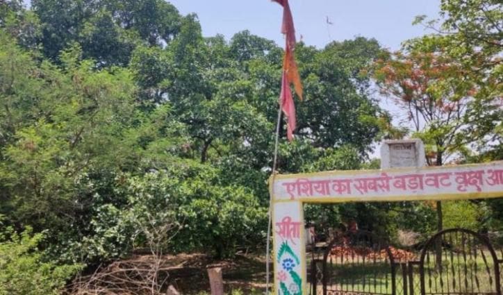The Tree That Never Dies Losing Out In Race For Survival In MP’s Betul District