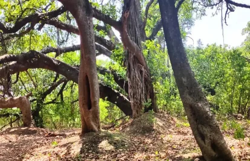 The tree that never dies losing out in race for survival