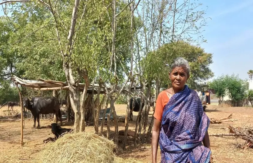 Uthukuli butter: The case of missing buffaloes and a small town’s identity