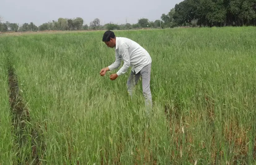 The rise and fall of an organic farming village in Madhya Pradesh