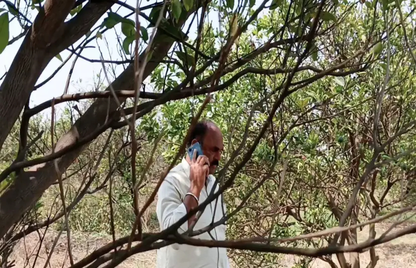 Why Vidarbha’s citrus farmers are losing faith in crop insurance