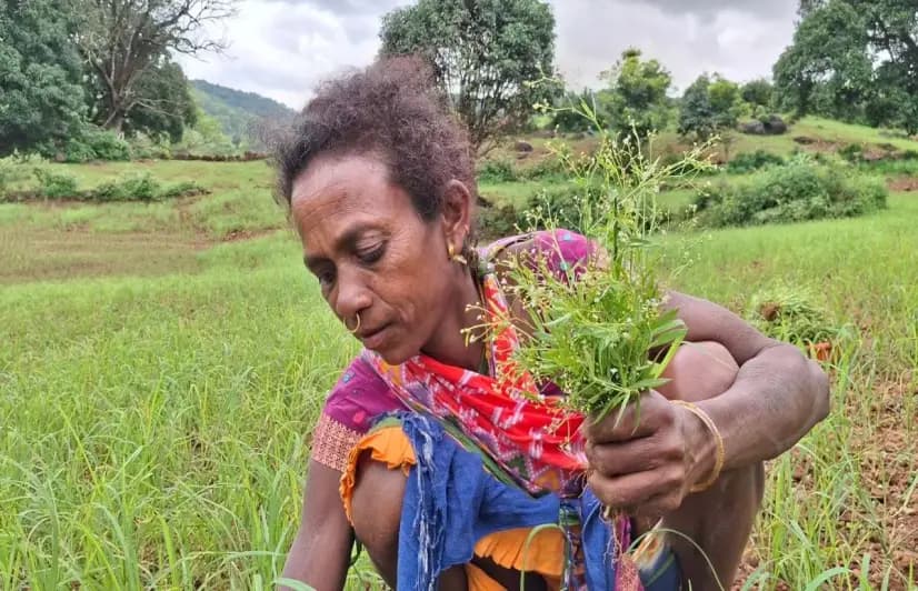 ‘The sky now lies to us’: Changing rainfall patterns are erasing Koraput’s traditional seeds