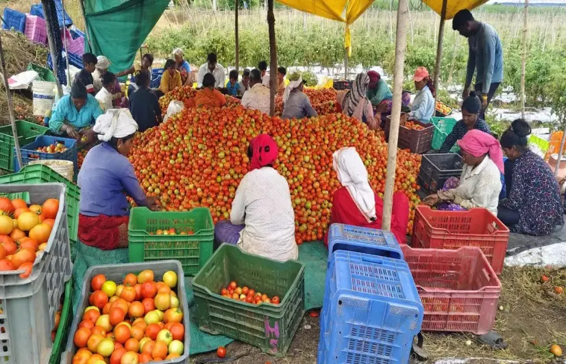 Back to Classroom: Maharashtra’s farmers are turning to a peer-run digital collective to navigate climate shocks