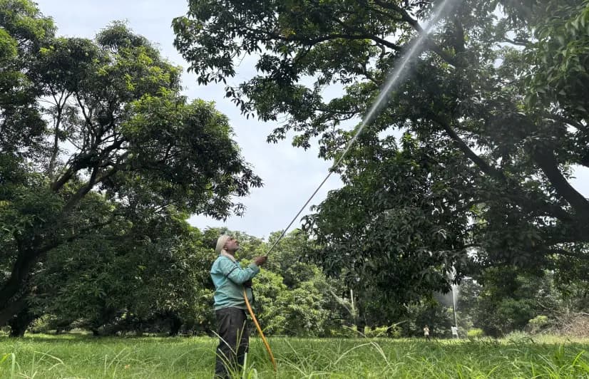 In UP, orchard workers feel the sting of chemicals as climate change spurs pest outbreaks
