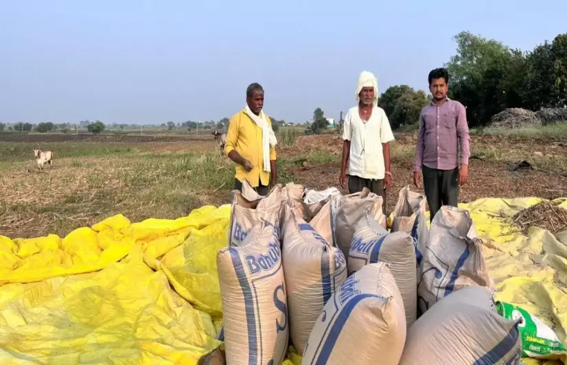 Soyabean, the golden bean, which has left farmers in the red