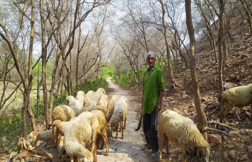 How longer summers, shrinking grazing lands are draining milk yields, unsettling Gujjar livelihoods in Rajasthan